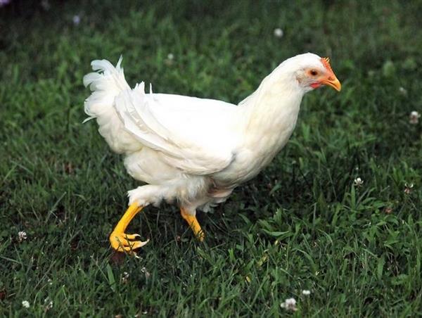 Massachusetts hen Cicely to receive $2500 3D printed prosthetic leg this week (3ders.org)